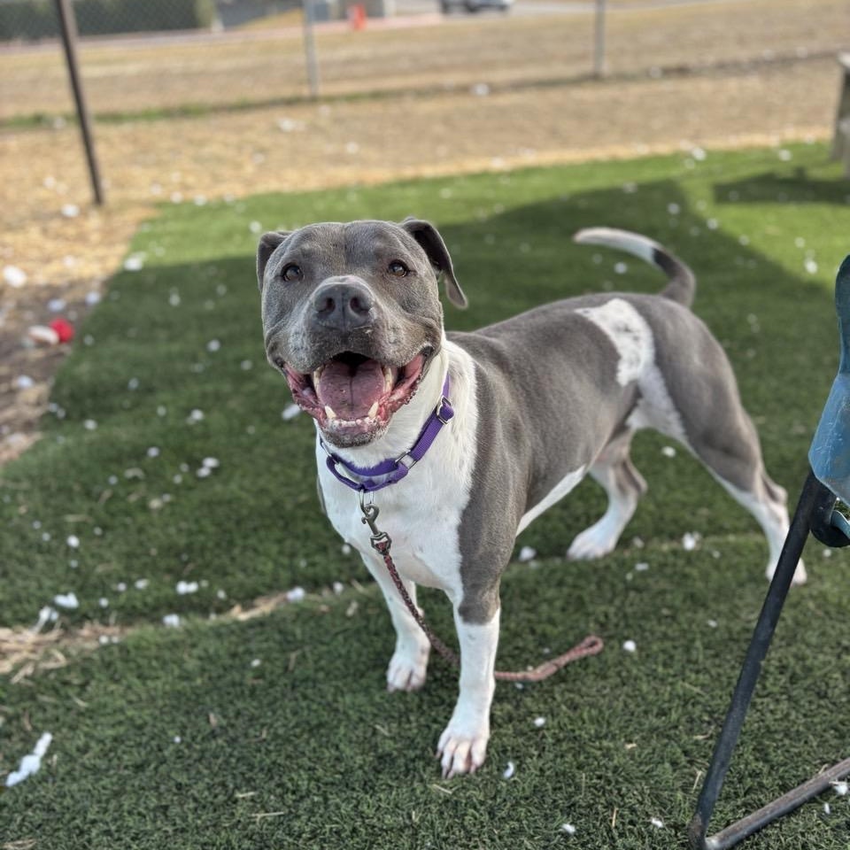 Enlarge Drake, an adoptable Mixed Breed in Georgetown, TX image 2/6