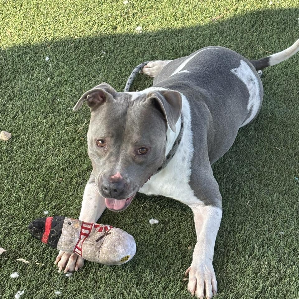 Drake, adoptable, Adult Male Mixed Breed.