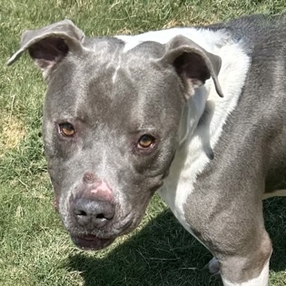 Enlarge Drake, a Adoptable Mixed Breed in Georgetown, TX image 4/4