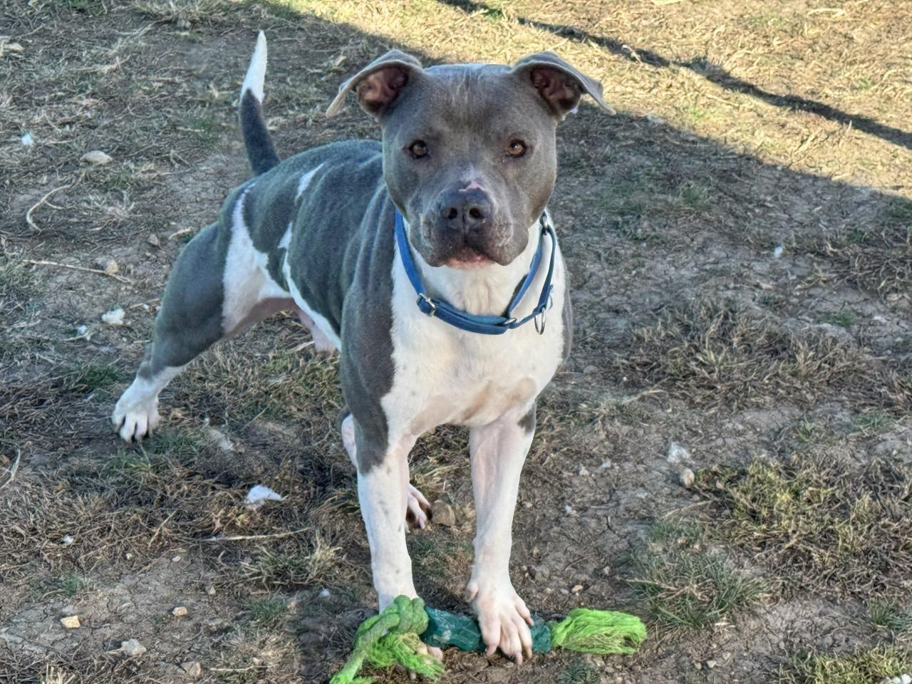 Drake, Adoptable, Adult Male Mixed Breed.