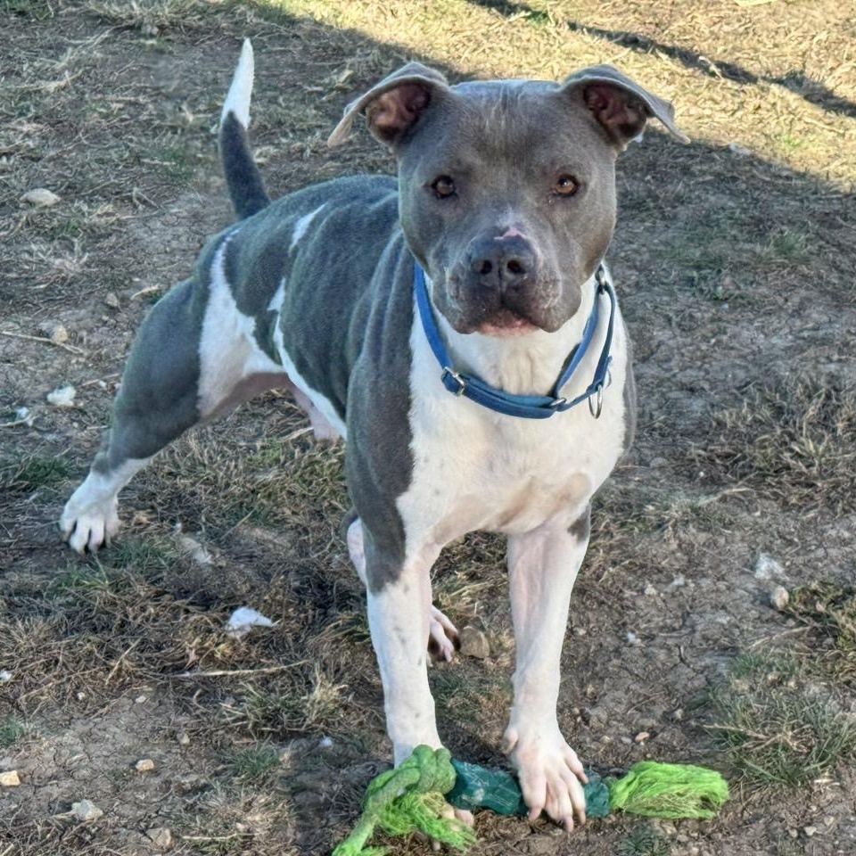 Enlarge Drake, an adoptable Mixed Breed in Georgetown, TX image 3/6