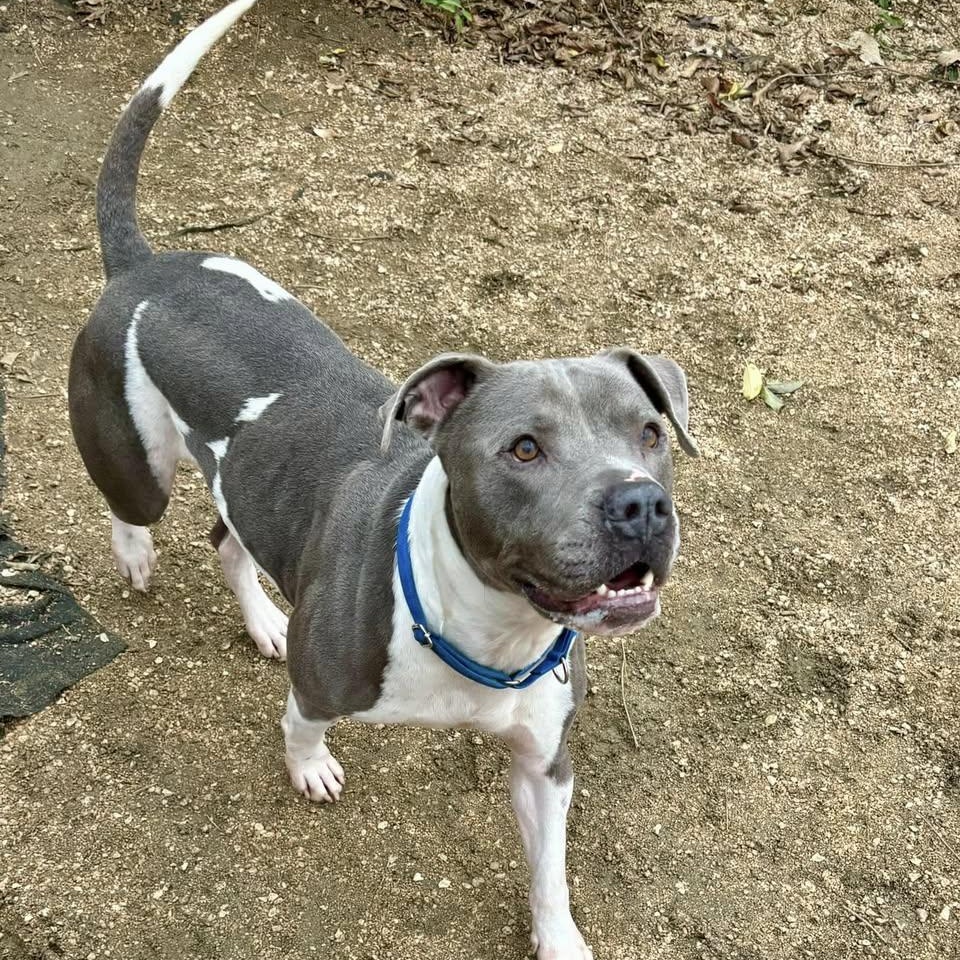 Enlarge Drake, a Adoptable Mixed Breed in Georgetown, TX image 2/4