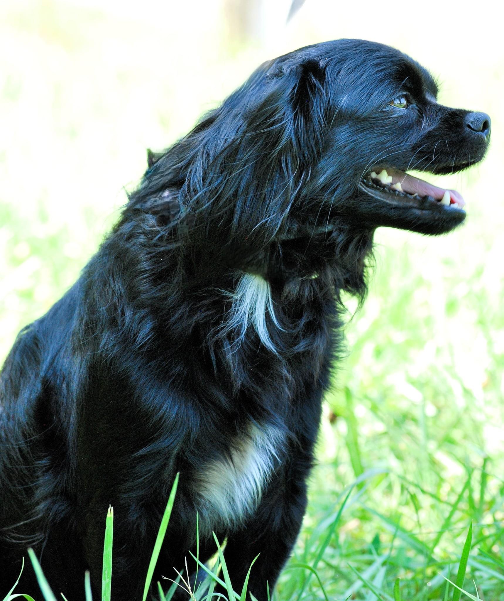 Pinto, a Adoptable mixed breed in manchester, TN image 4/4