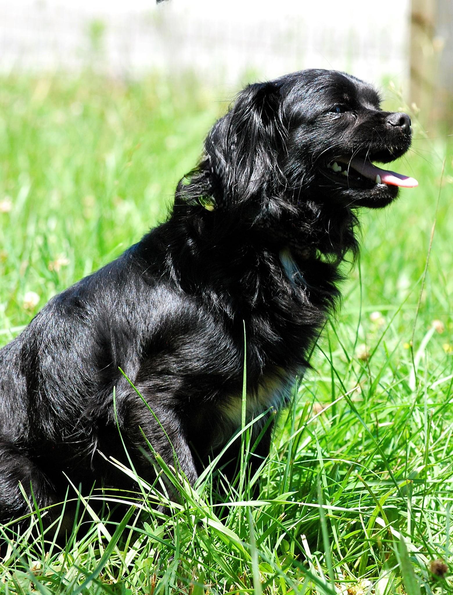 Pinto, a Adoptable mixed breed in manchester, TN image 2/4