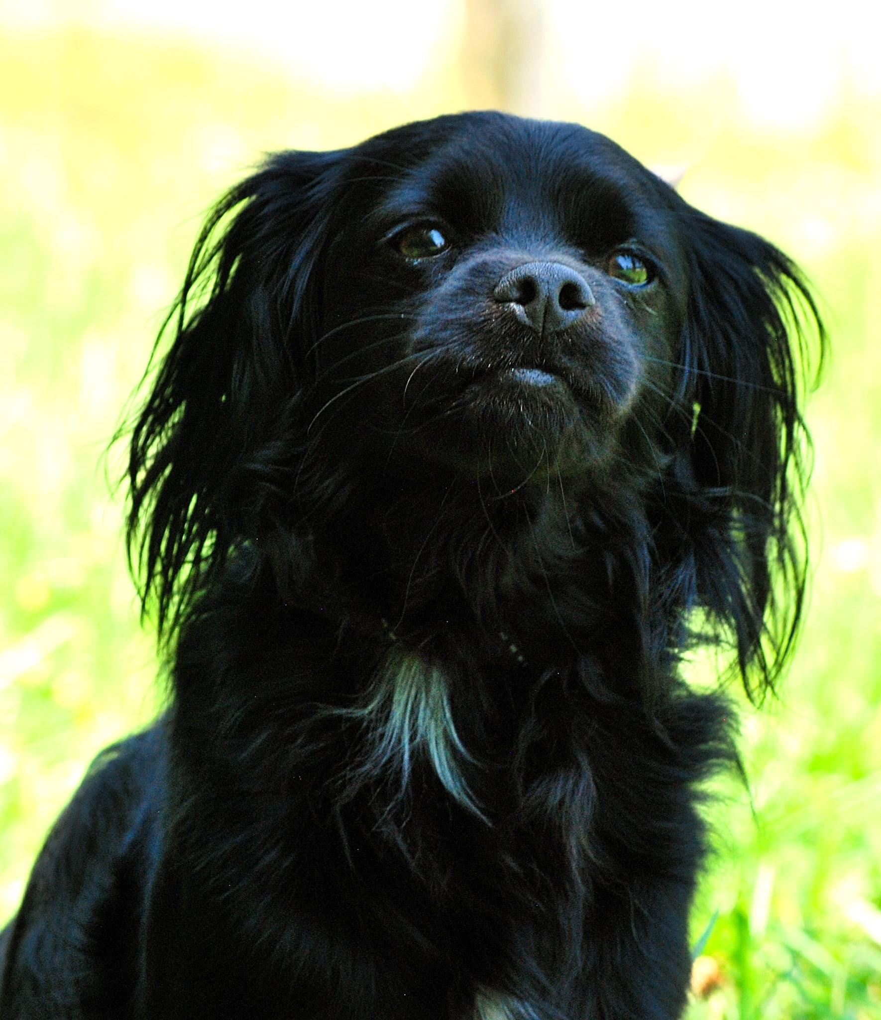Pinto, Adoptable, Adult Male Pekingese.