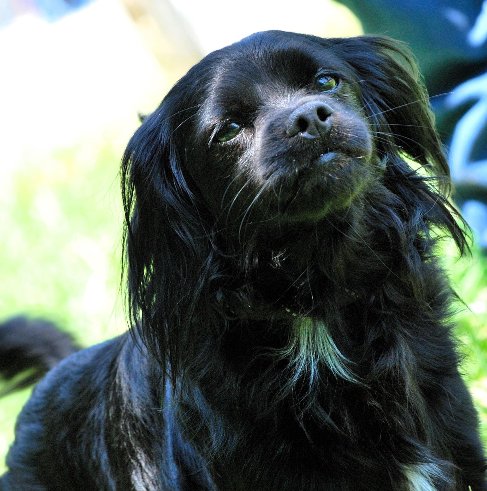 Pinto, a Adoptable mixed breed in manchester, TN image 3/4