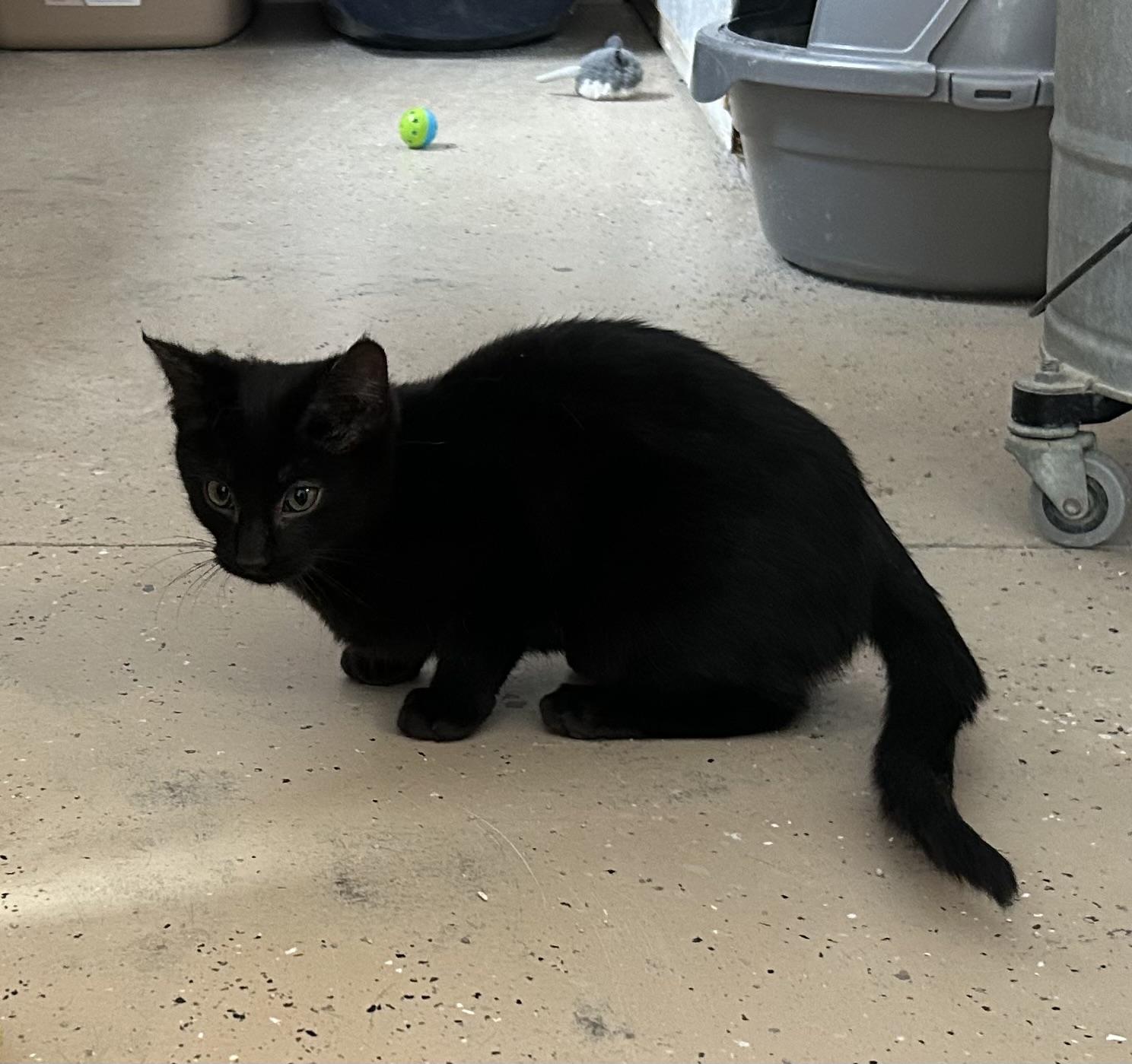 Enlarge Shy, a Adoptable Domestic Short Hair in Eagle River, WI image 1/1