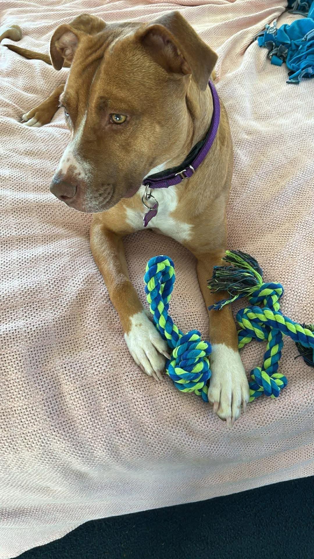 Enlarge Sweets, a ADOPTABLE mixed breed in Mount Morris, MI image 2/5