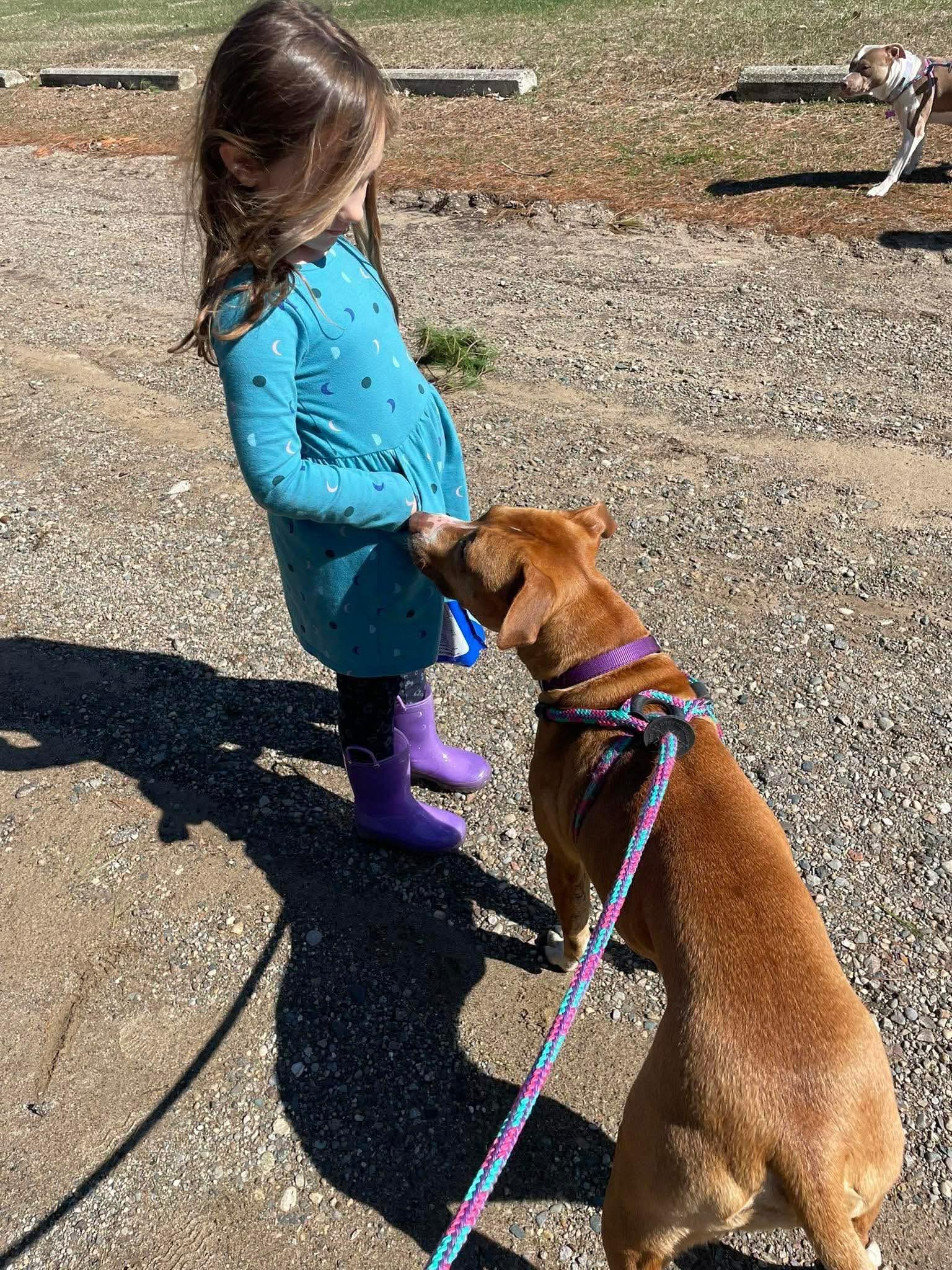 Enlarge Sweets, a ADOPTABLE mixed breed in Mount Morris, MI image 3/5