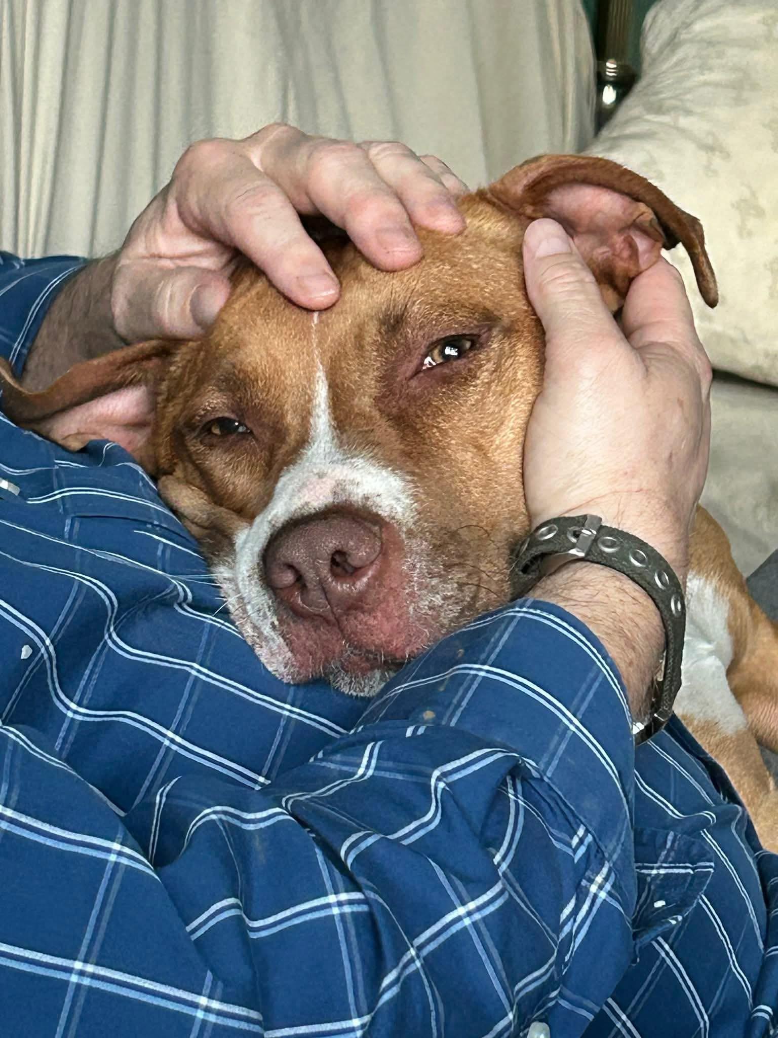 Enlarge Sweets, a ADOPTABLE mixed breed in Mount Morris, MI image 4/5