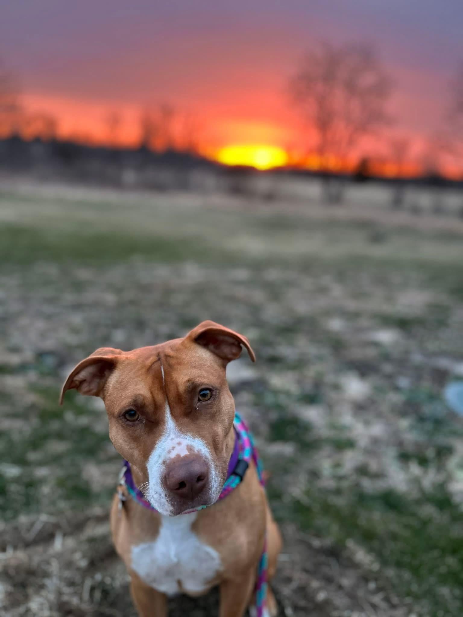 Sweets, ADOPTABLE, Young Female Pit Bull Terrier.
