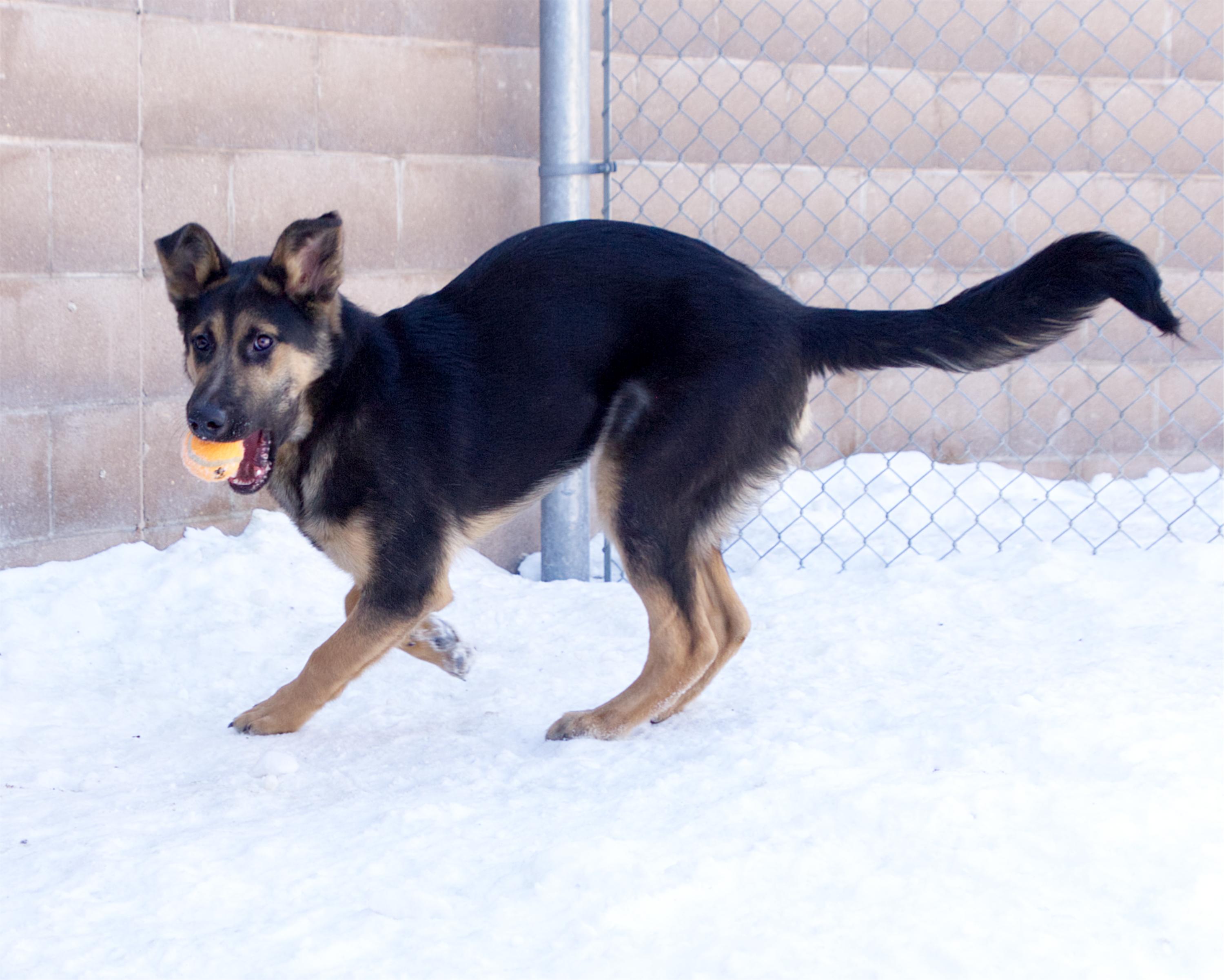 Enlarge Miles, an adoptable mixed breed in Winnipeg, MB image 2/3
