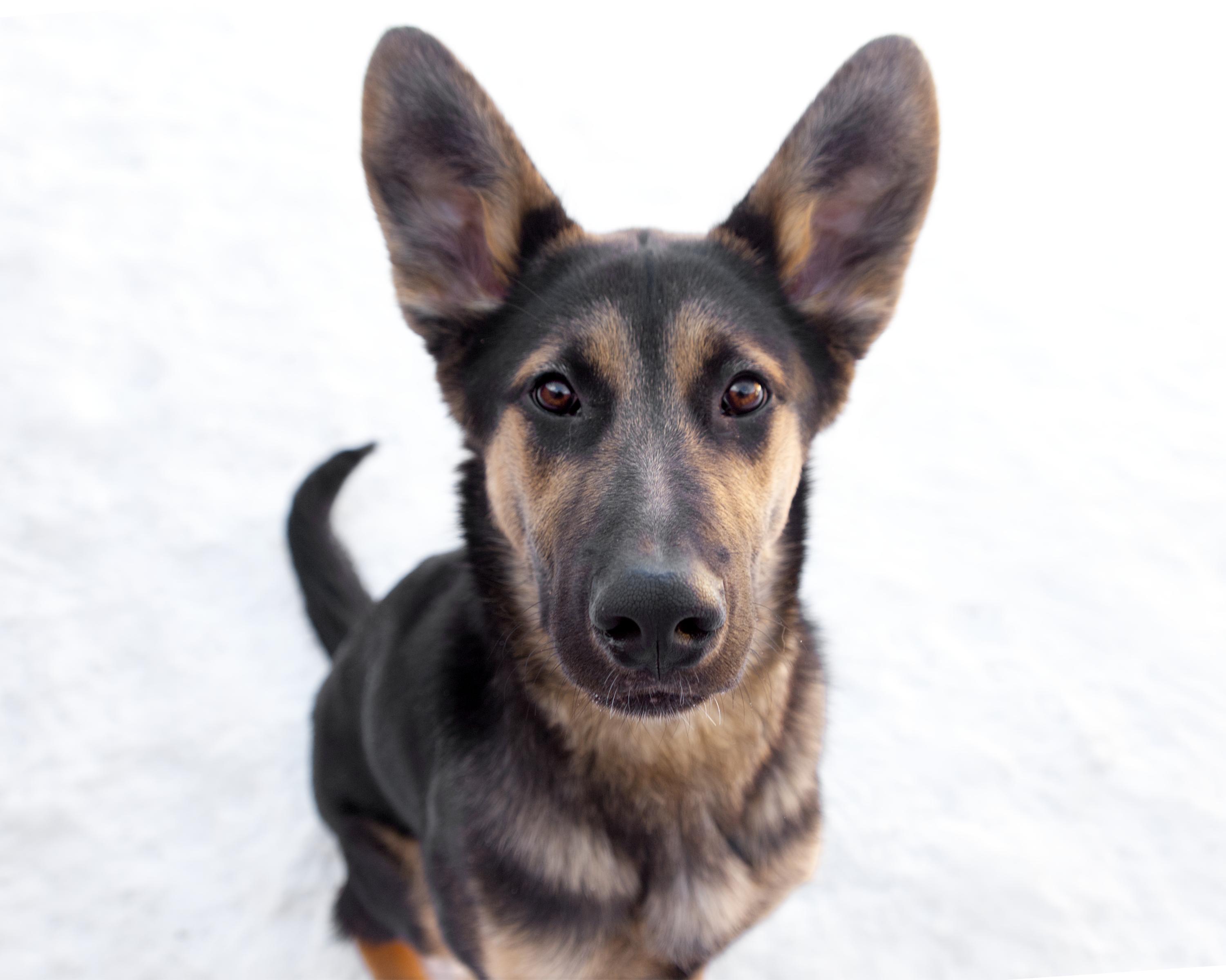 Miles, adoptable, Adult Male German Shepherd Dog.