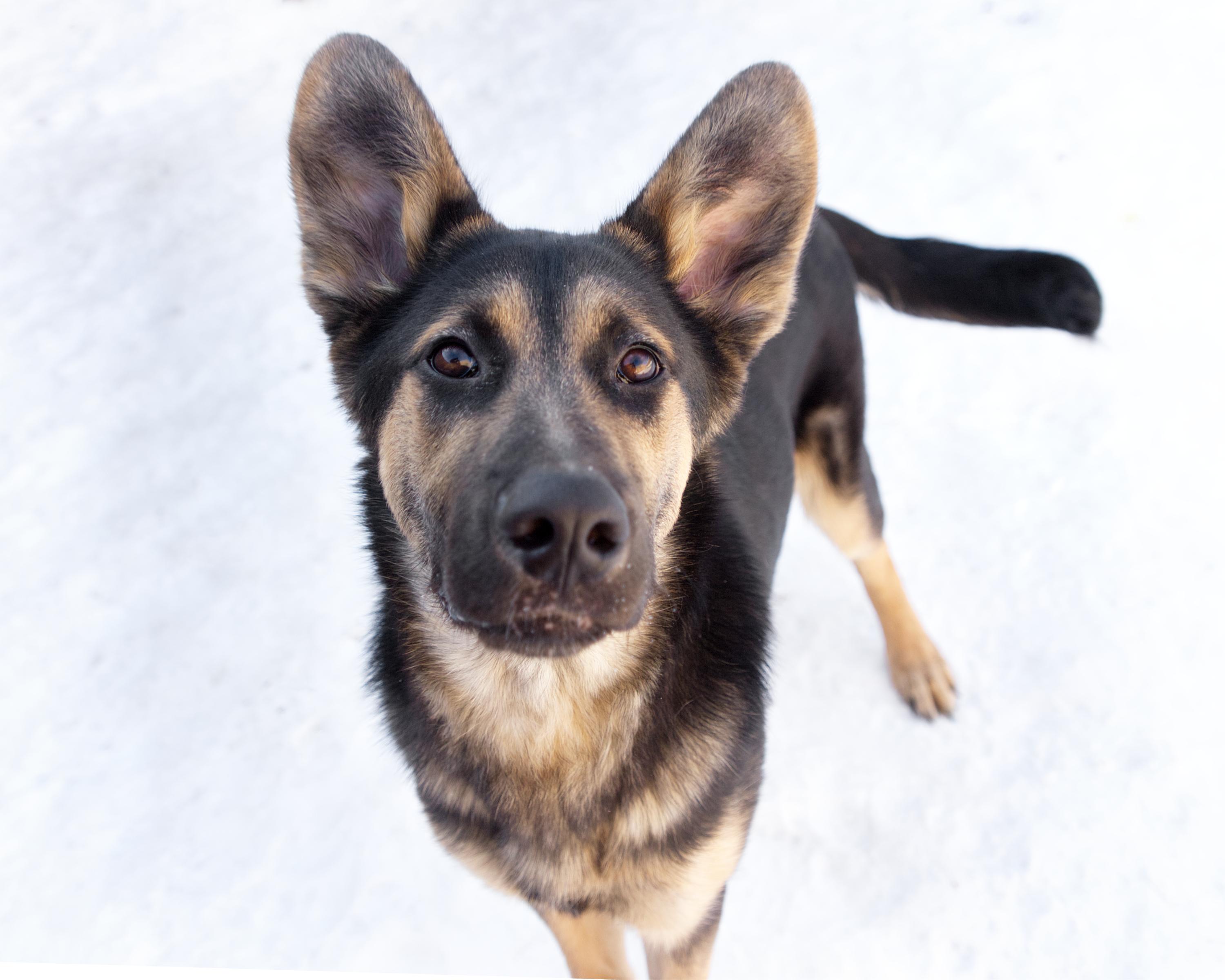 Enlarge Miles, an adoptable mixed breed in Winnipeg, MB image 3/3