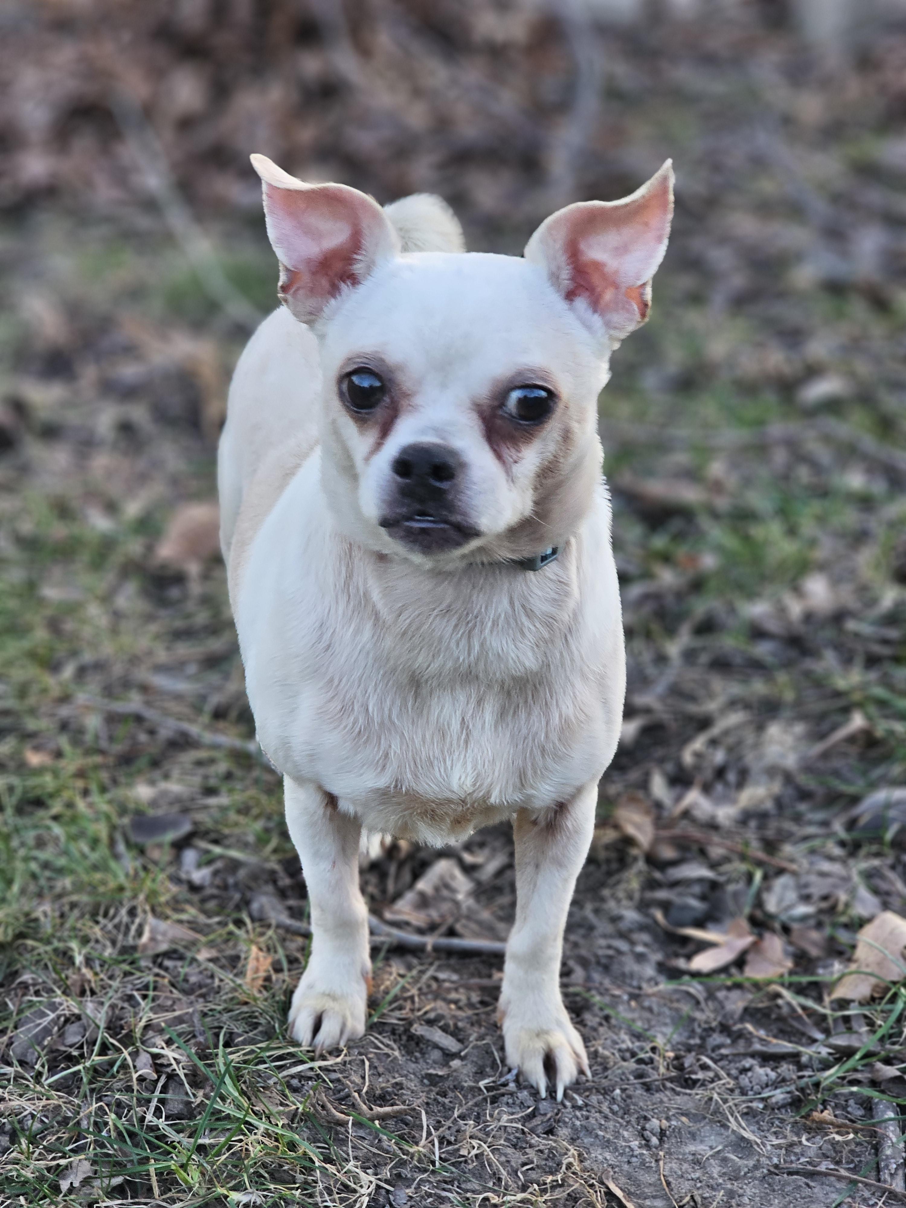 Enlarge King and Bentley Springfield , a Adoptable mixed breed in Springfield , IL image 2/5