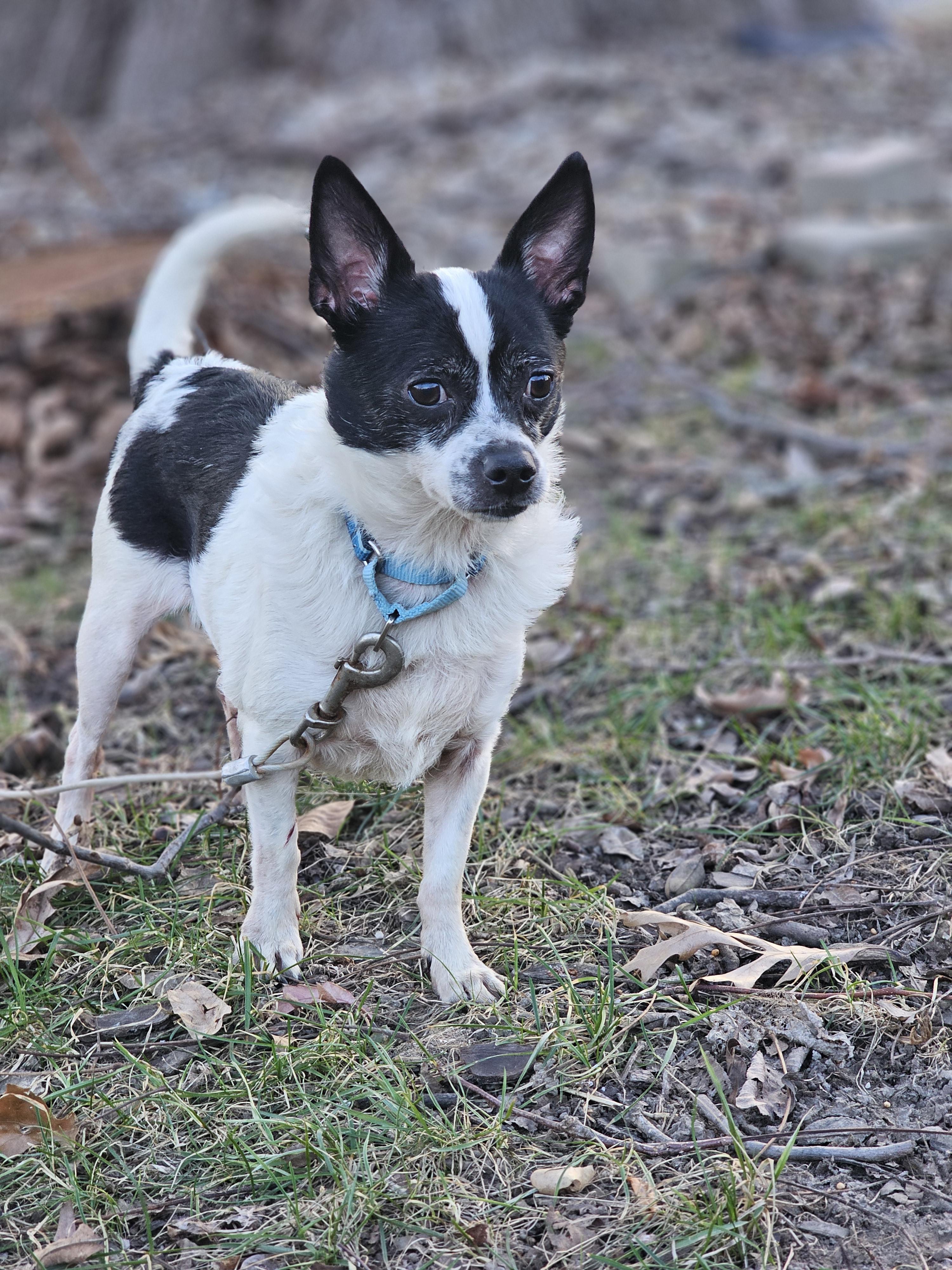 Enlarge King and Bentley Springfield , a Adoptable mixed breed in Springfield , IL image 3/5