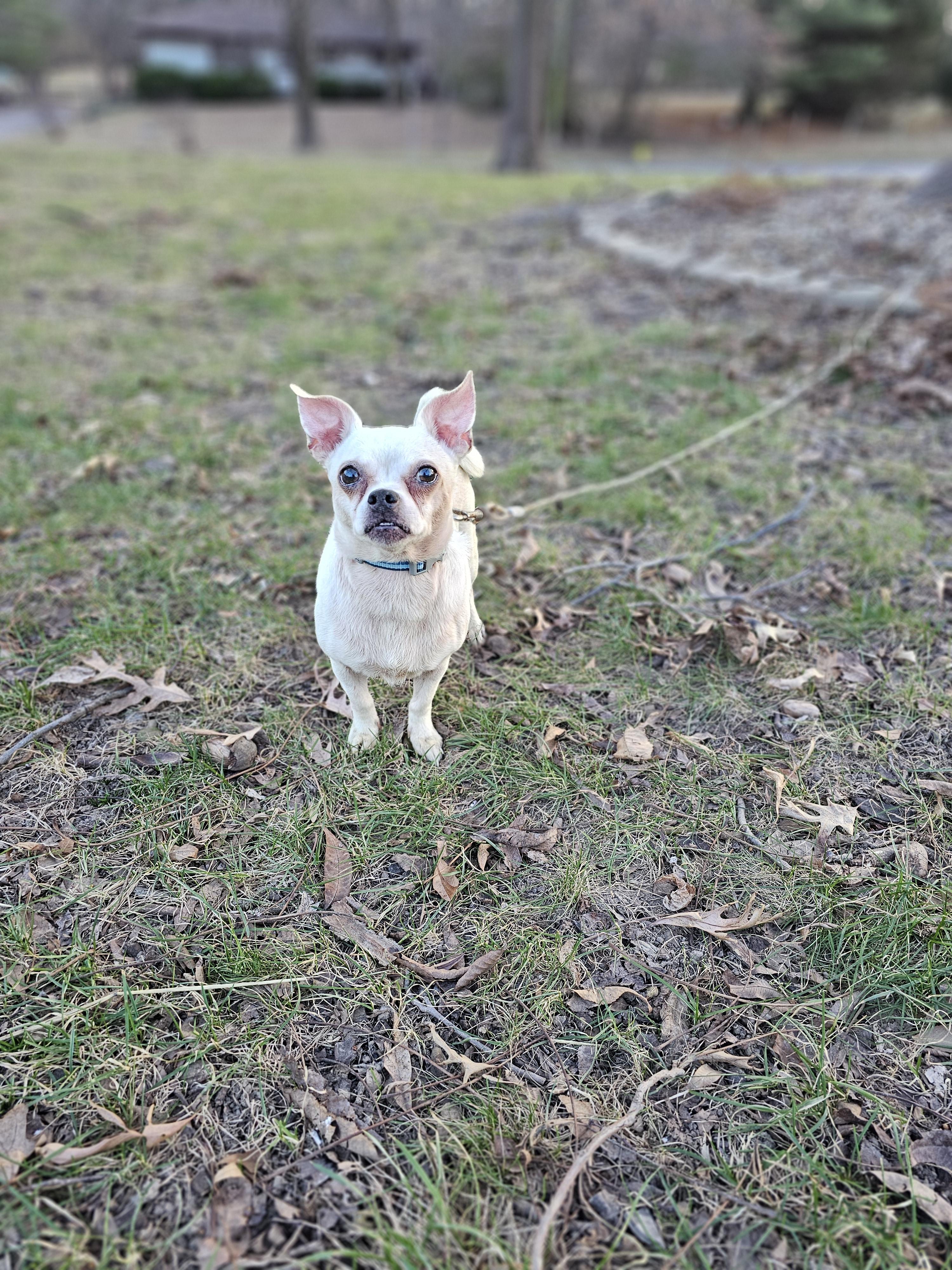 Enlarge King and Bentley Springfield , a Adoptable mixed breed in Springfield , IL image 1/5