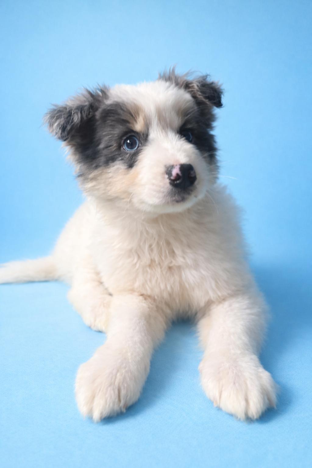 Enlarge Cabbage, a Adoptable mixed breed in Kansas City, MO image 3/4