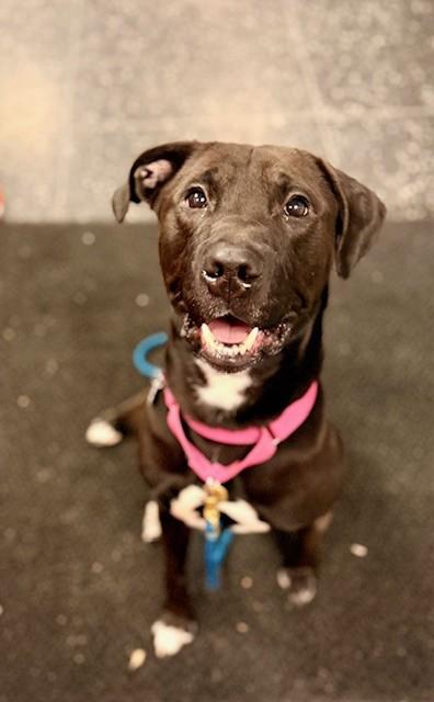 MAURIZIO, Adoptable, Adult Male Pit Bull Terrier & Labrador Retriever.