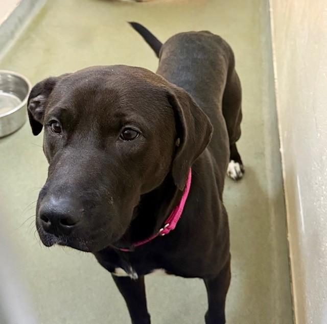 MAURIZIO, Adoptable, Adult Male Pit Bull Terrier & Labrador Retriever.