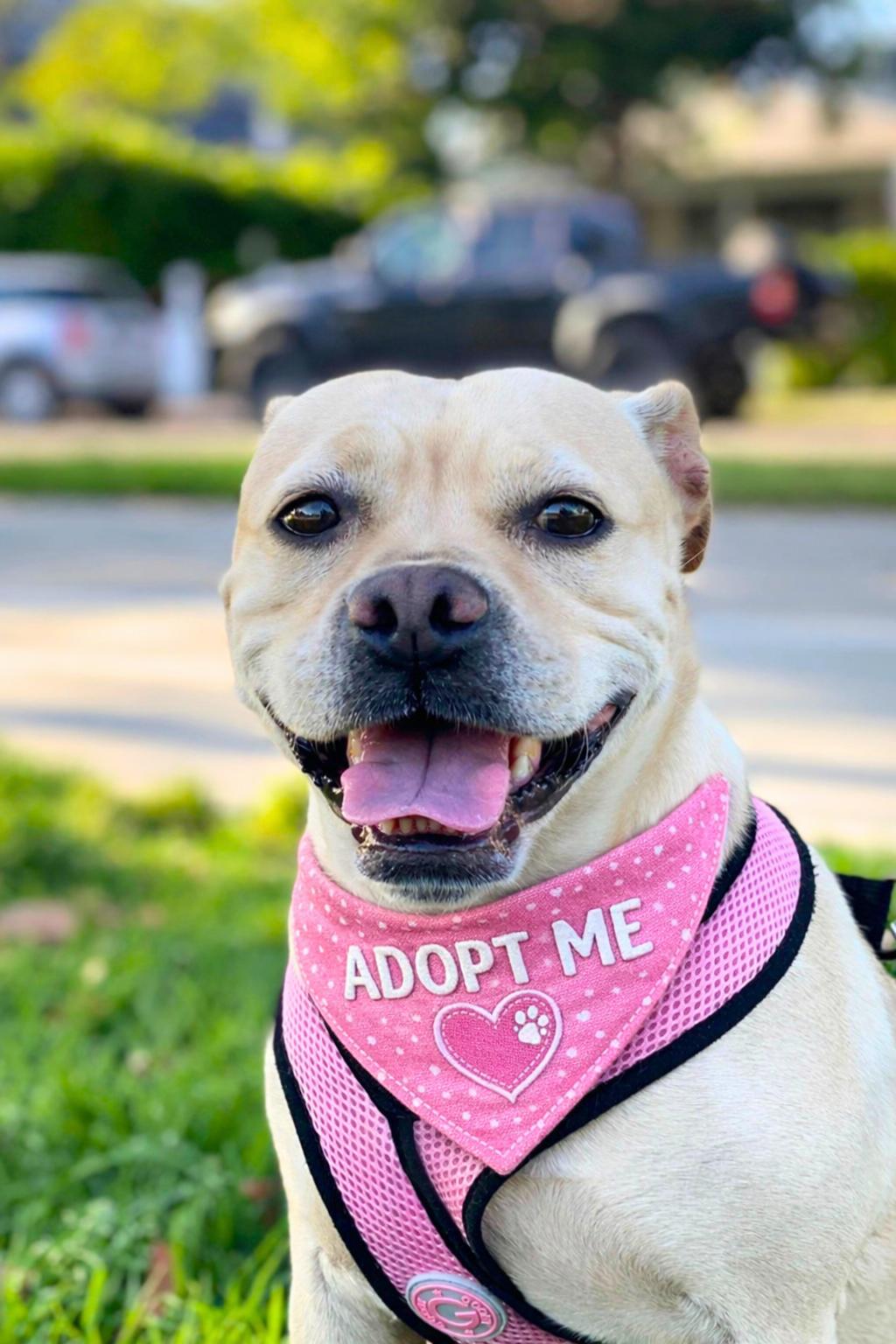 Helga , Adoptable, Young Female Yellow Labrador Retriever & Boxer.