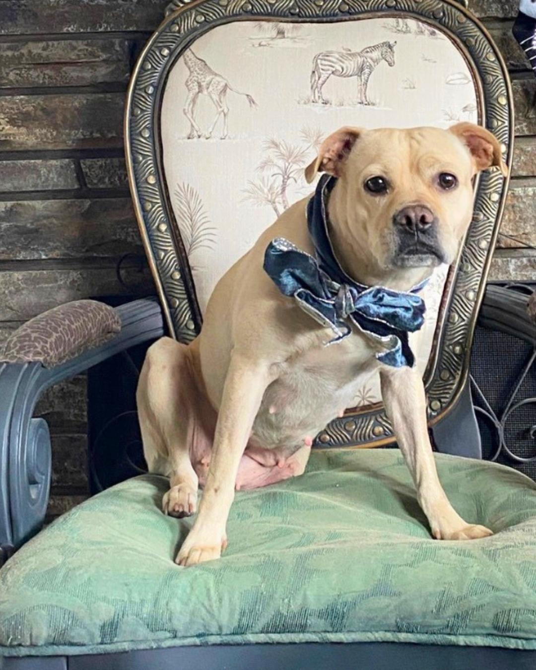 Enlarge Helga , a Adoptable mixed breed in Valley Village, CA image 6/6
