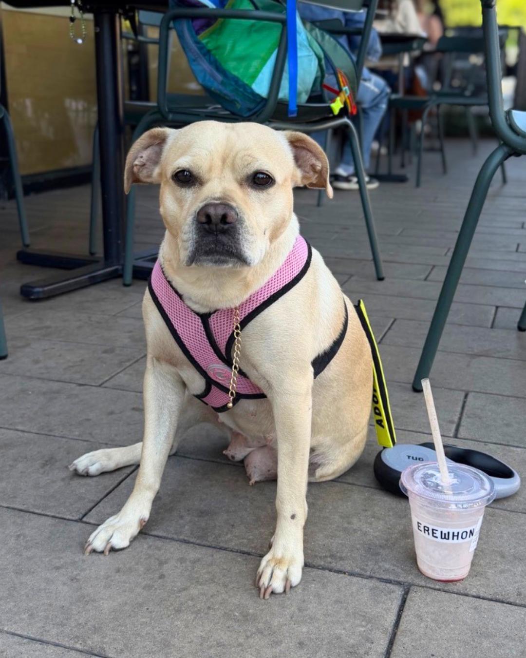 Enlarge Helga , a Adoptable mixed breed in Valley Village, CA image 4/6