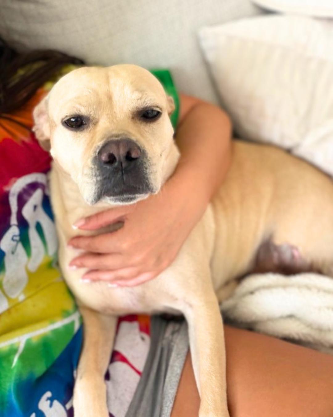 Helga , Adoptable, Young Female Yellow Labrador Retriever & Boxer.