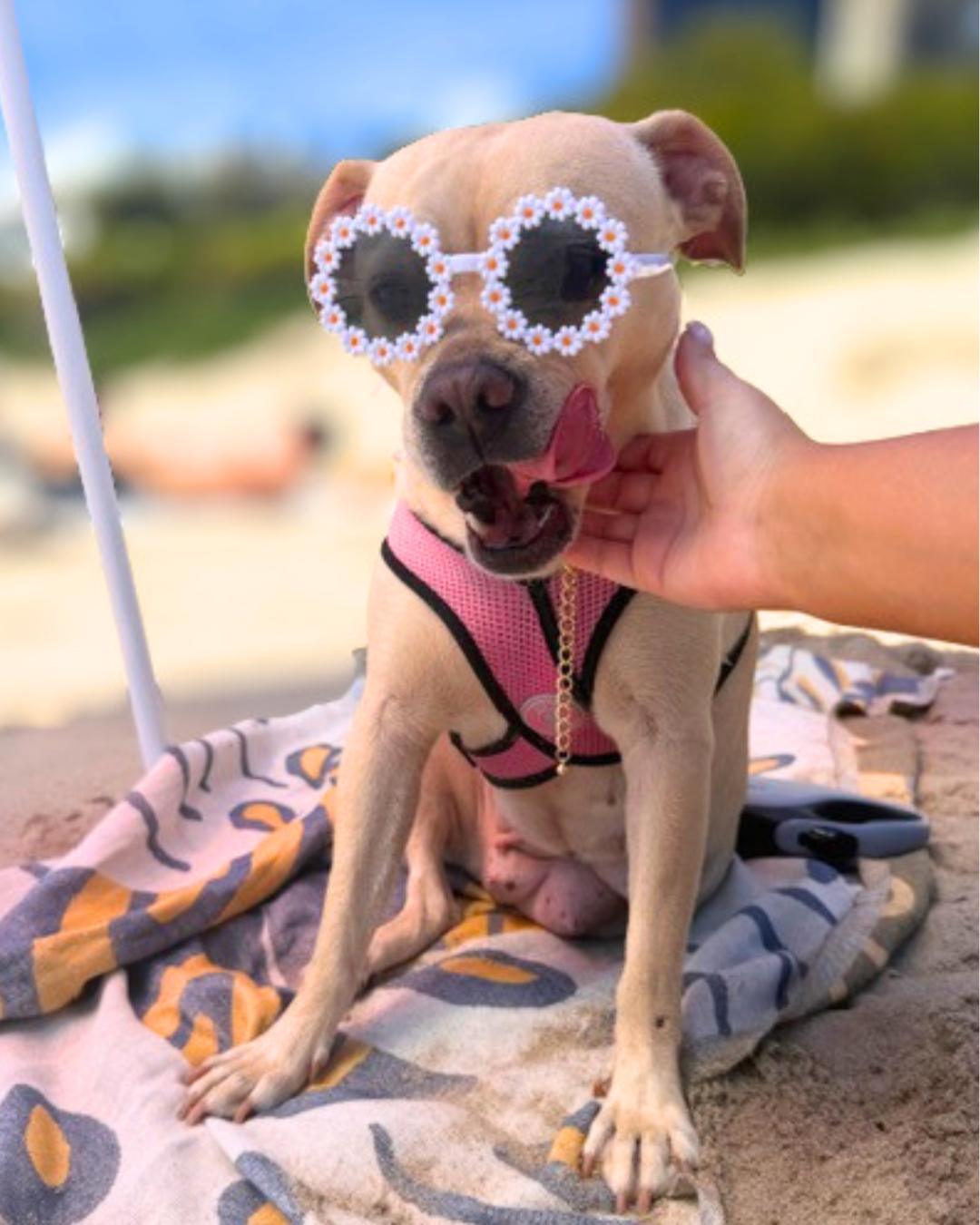 Enlarge Helga , a Adoptable mixed breed in Valley Village, CA image 3/6