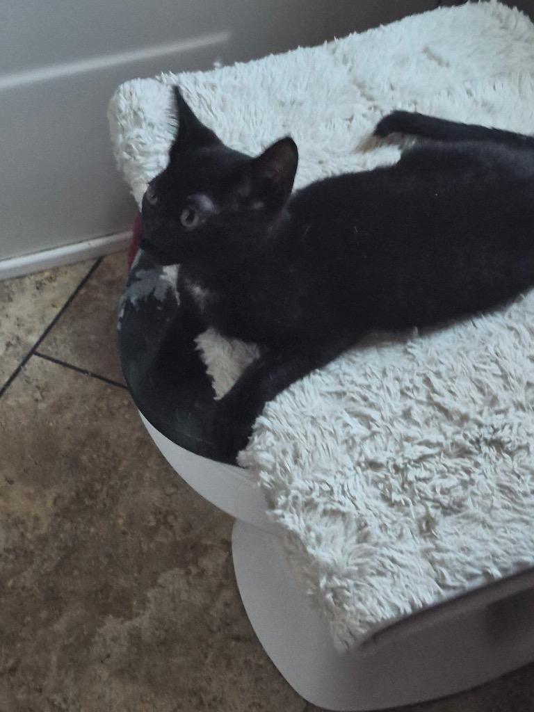Enlarge Paul Revere, a Adoptable mixed breed in Mustang, OK image 2/4
