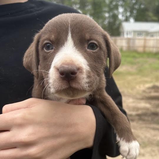 Enlarge Prince, a Adoptable mixed breed in North Charleston, SC image 2/3