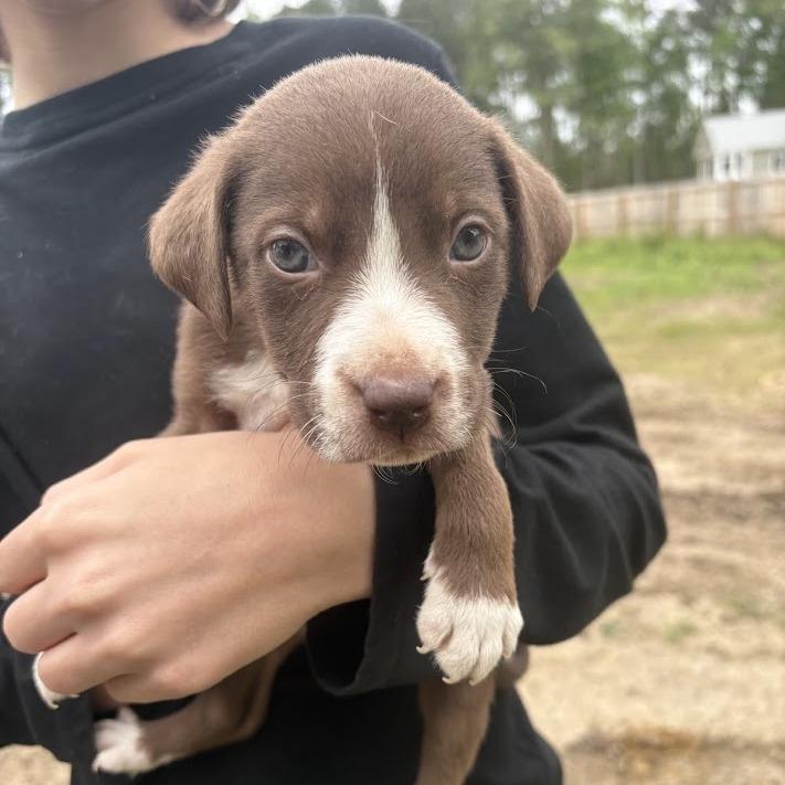 Enlarge Prince, a Adoptable mixed breed in North Charleston, SC image 3/3