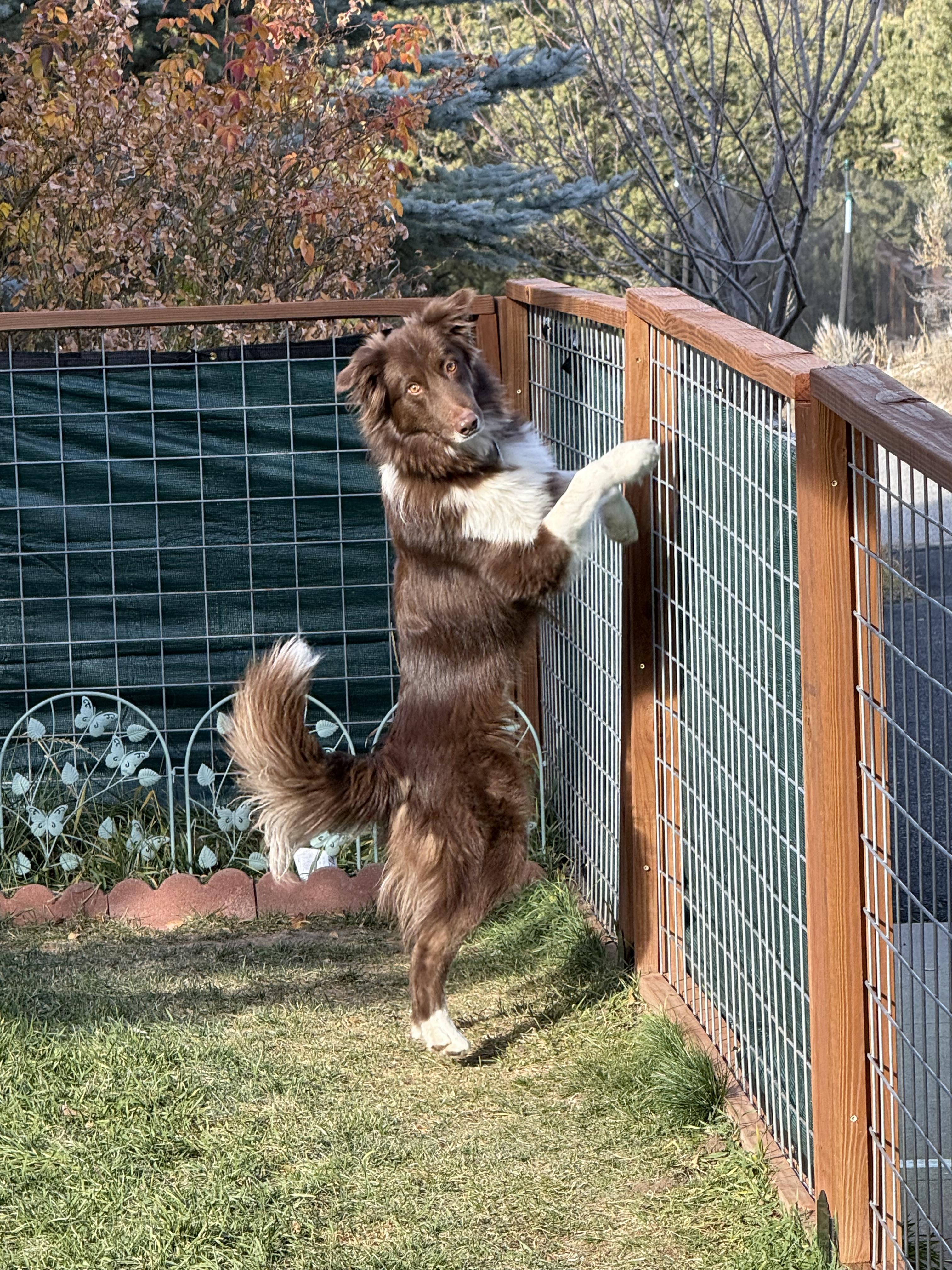 Juneau, a Adoptable mixed breed in Eagle, CO image 1/2