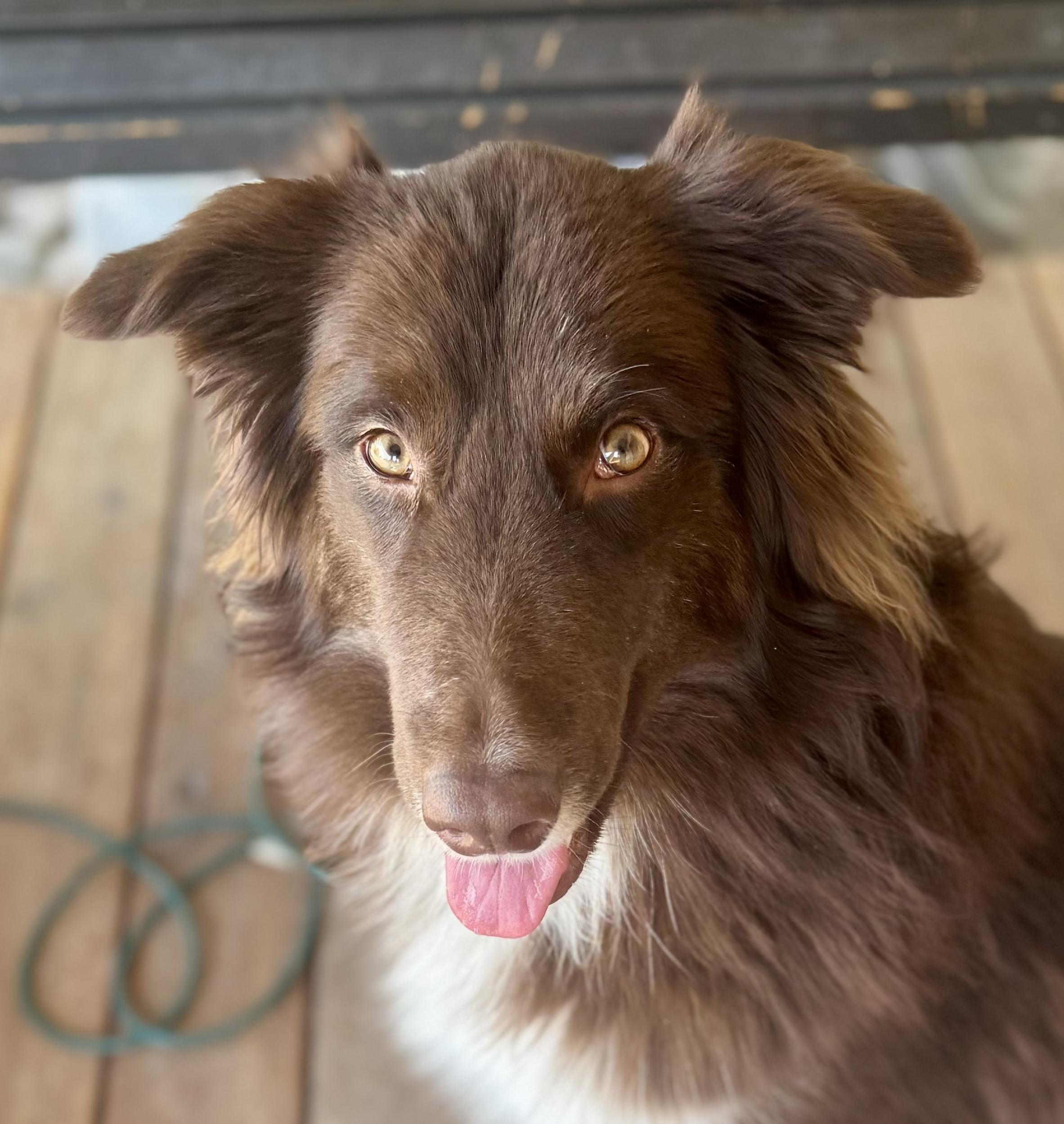 Juneau, a Adoptable mixed breed in Eagle, CO image 2/2