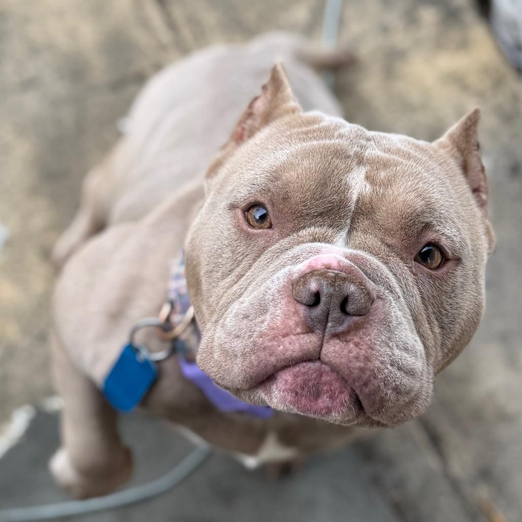 Flower, Adopted, Young Female Mixed Breed.