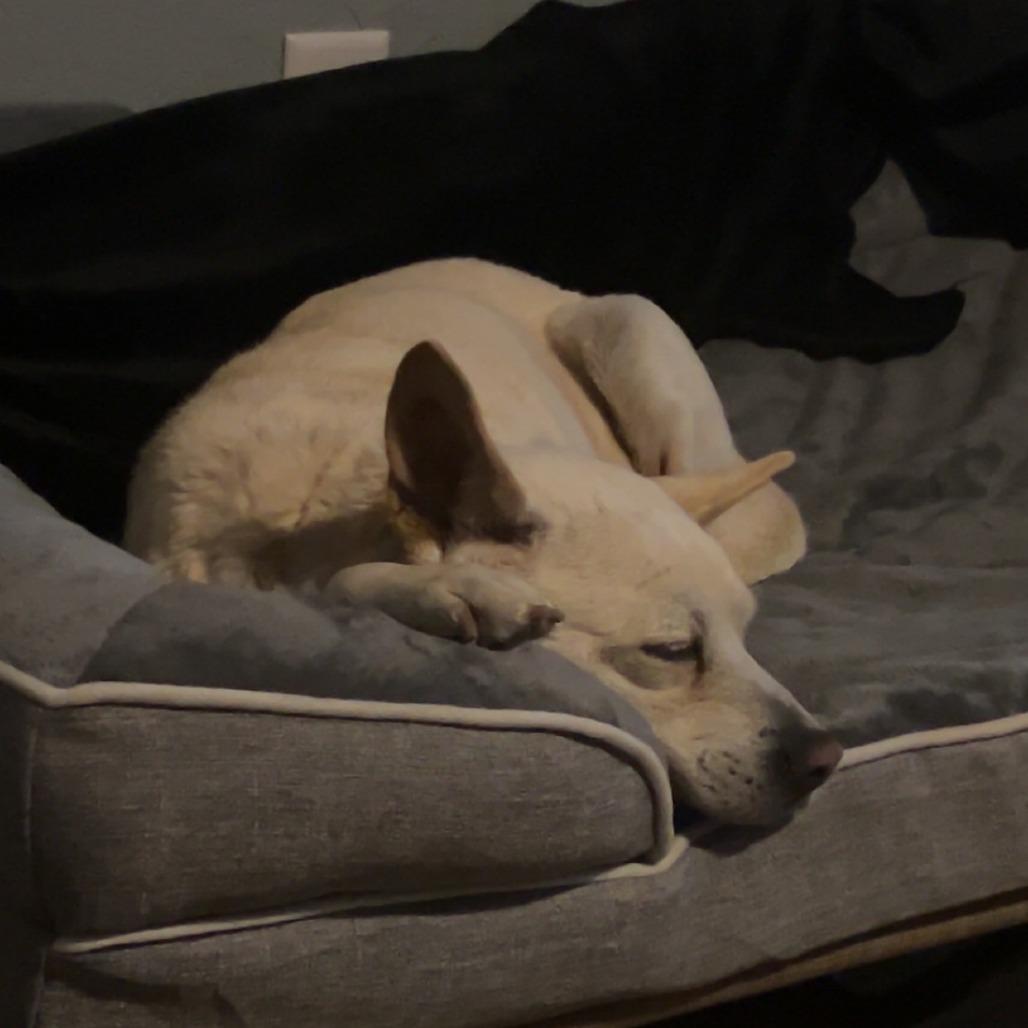 Betty White, Adoptable, Senior Female Retriever & Mixed Breed.