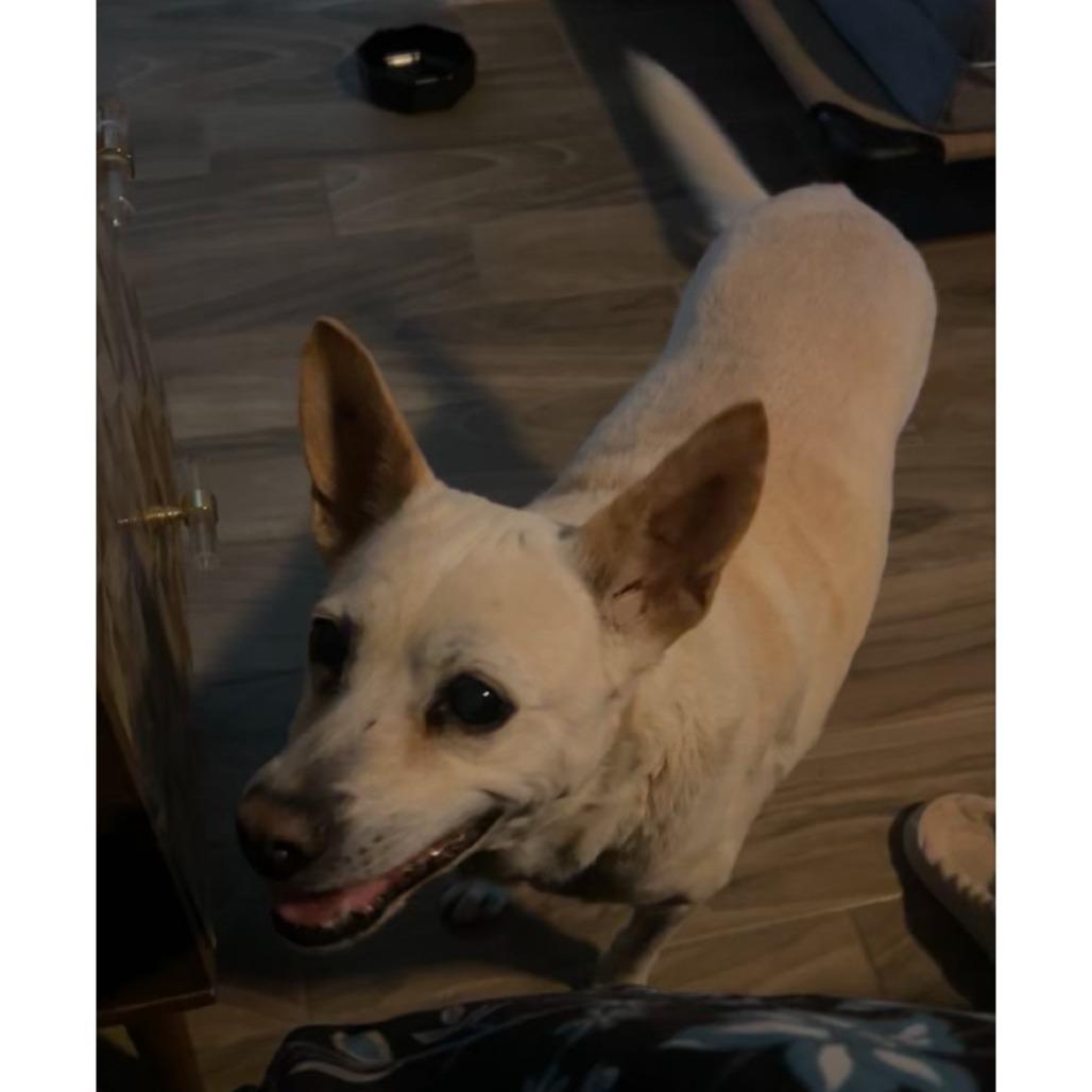 Betty White, a Adoptable mixed breed in San Antonio, TX image 3/5