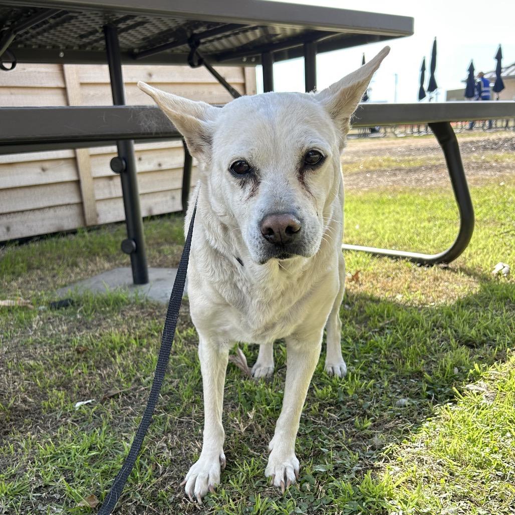 Betty White, a Adoptable mixed breed in San Antonio, TX image 4/5