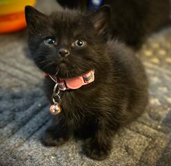 OLIVE, ADOPTABLE, Kitten Female Domestic Short Hair.