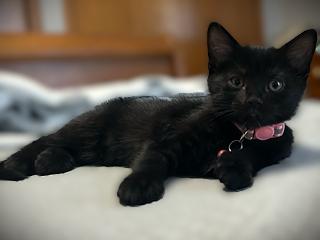Enlarge OLIVE, a ADOPTABLE Domestic Short Hair in Mankato, MN image 2/2