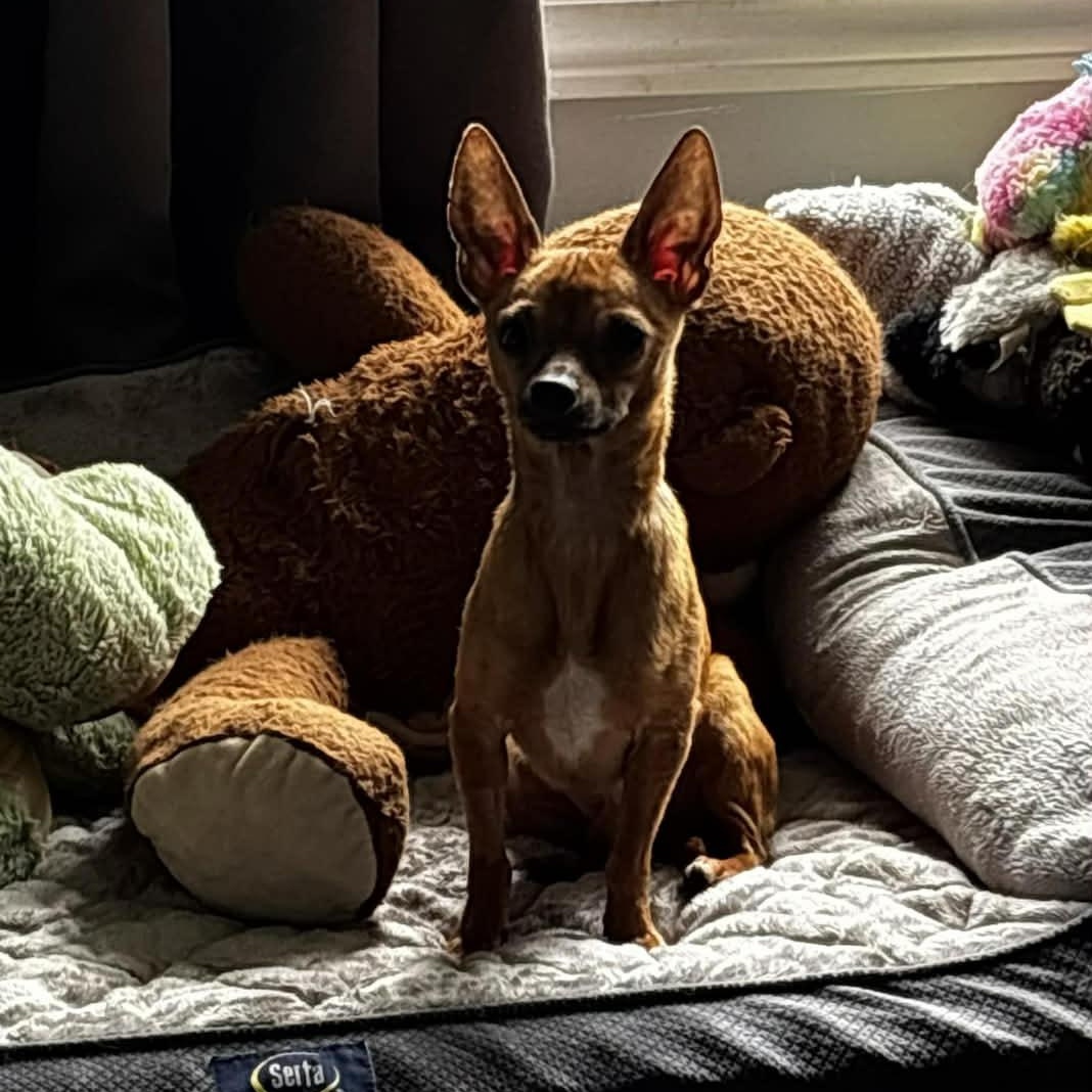 Enlarge Milton, a ADOPTABLE Chihuahua in Rochester, NY image 3/6