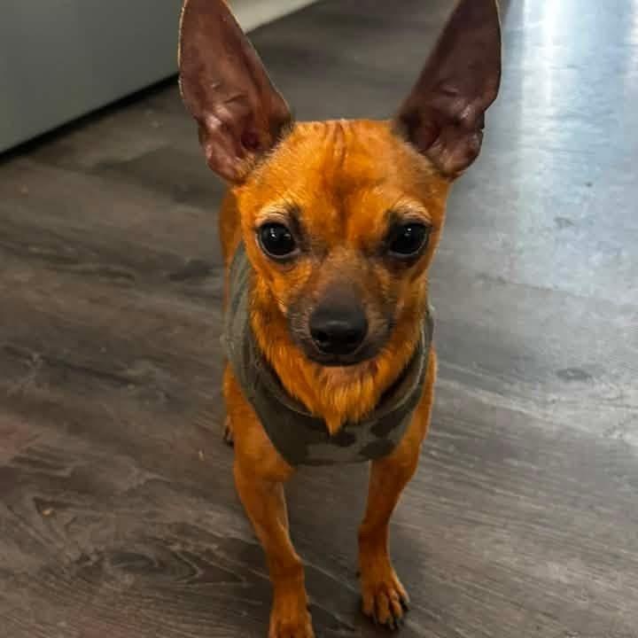 Milton, ADOPTABLE, Adult Male Chihuahua.