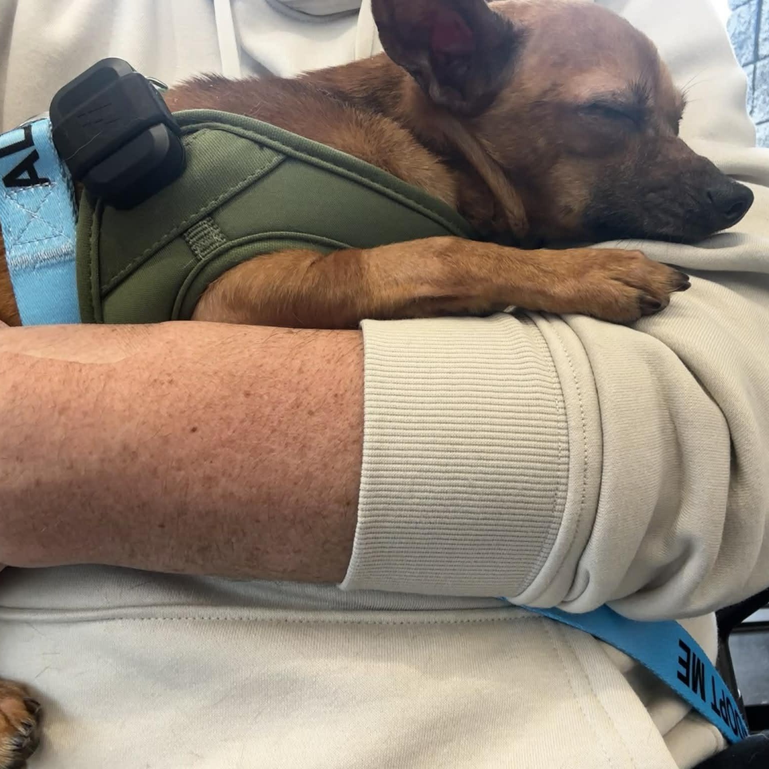 Enlarge Milton, a ADOPTABLE Chihuahua in Rochester, NY image 5/6