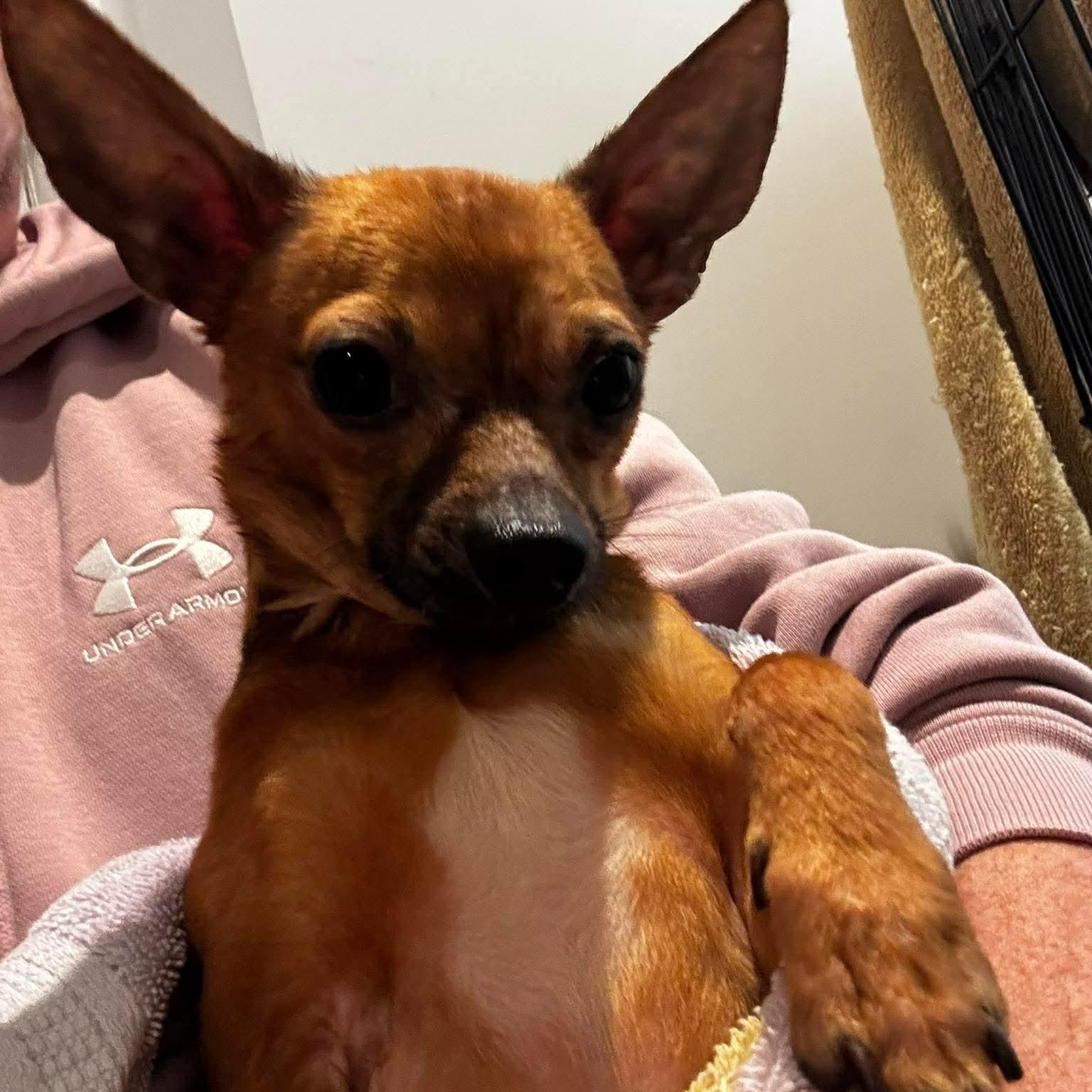 Enlarge Milton, a ADOPTABLE Chihuahua in Rochester, NY image 4/6