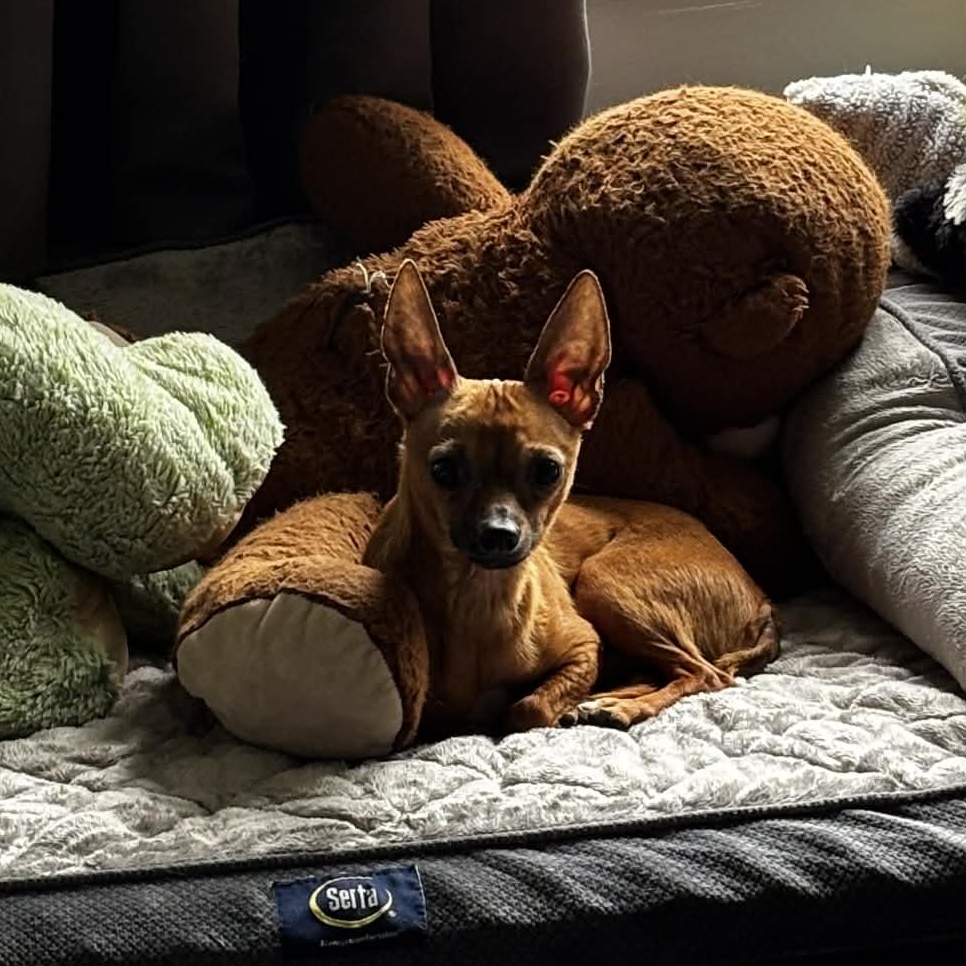 Enlarge Milton, a ADOPTABLE Chihuahua in Rochester, NY image 6/6