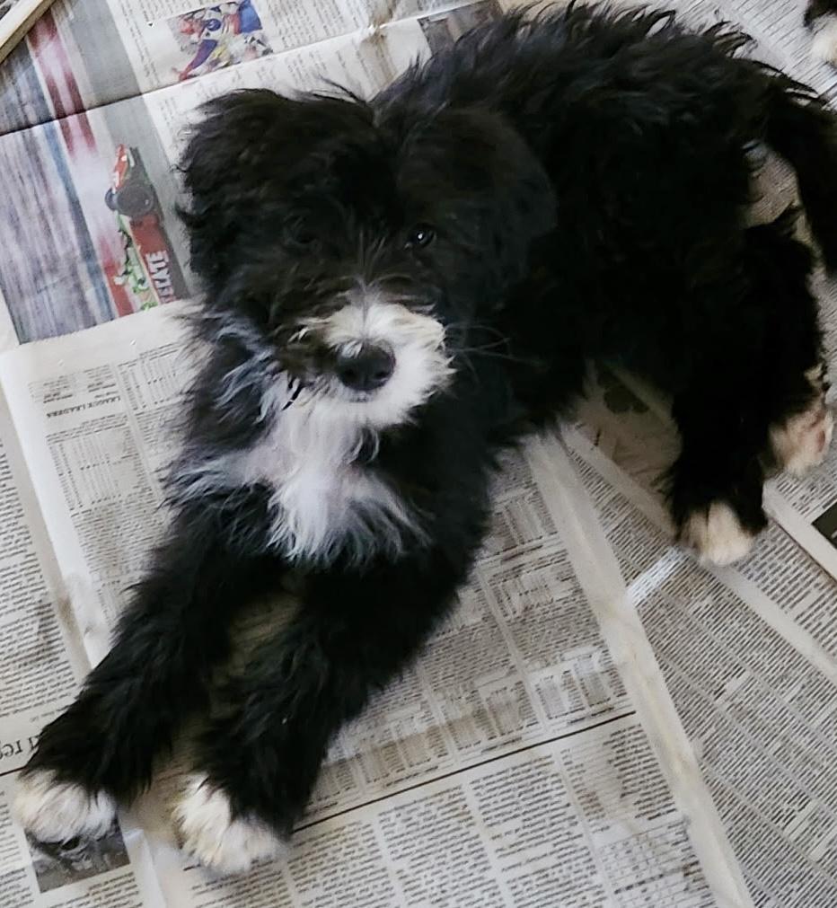 Chrissy, an adoptable Bernedoodle in Los Angeles, CA, 90007 | Photo Image 1