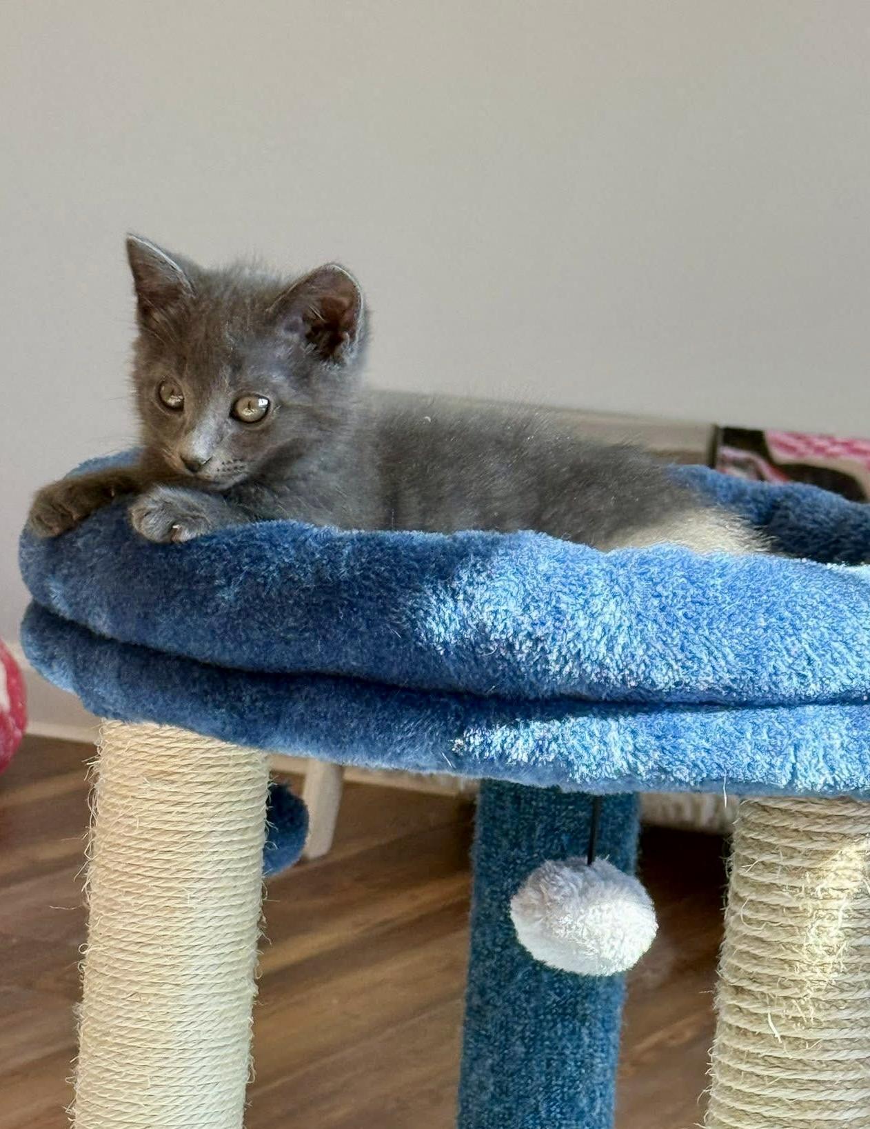 Beech (NC Ski Resort Kittens), adopted, Kitten Male Domestic Short Hair.