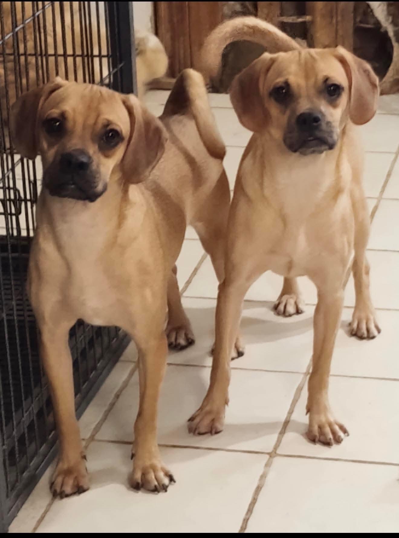 Jitter Bug, ADOPTABLE, Young Male Puggle.