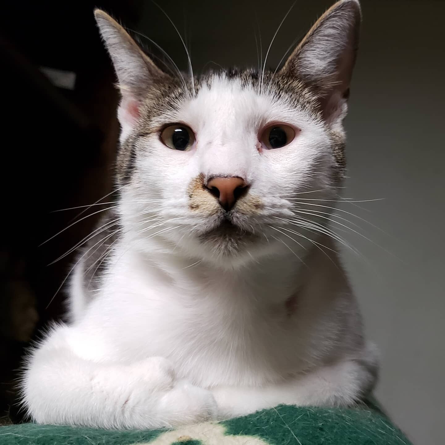 Enlarge Hup - Needs Home & Sponsors!, a Adoptable mixed breed in Sunset, LA image 1/12