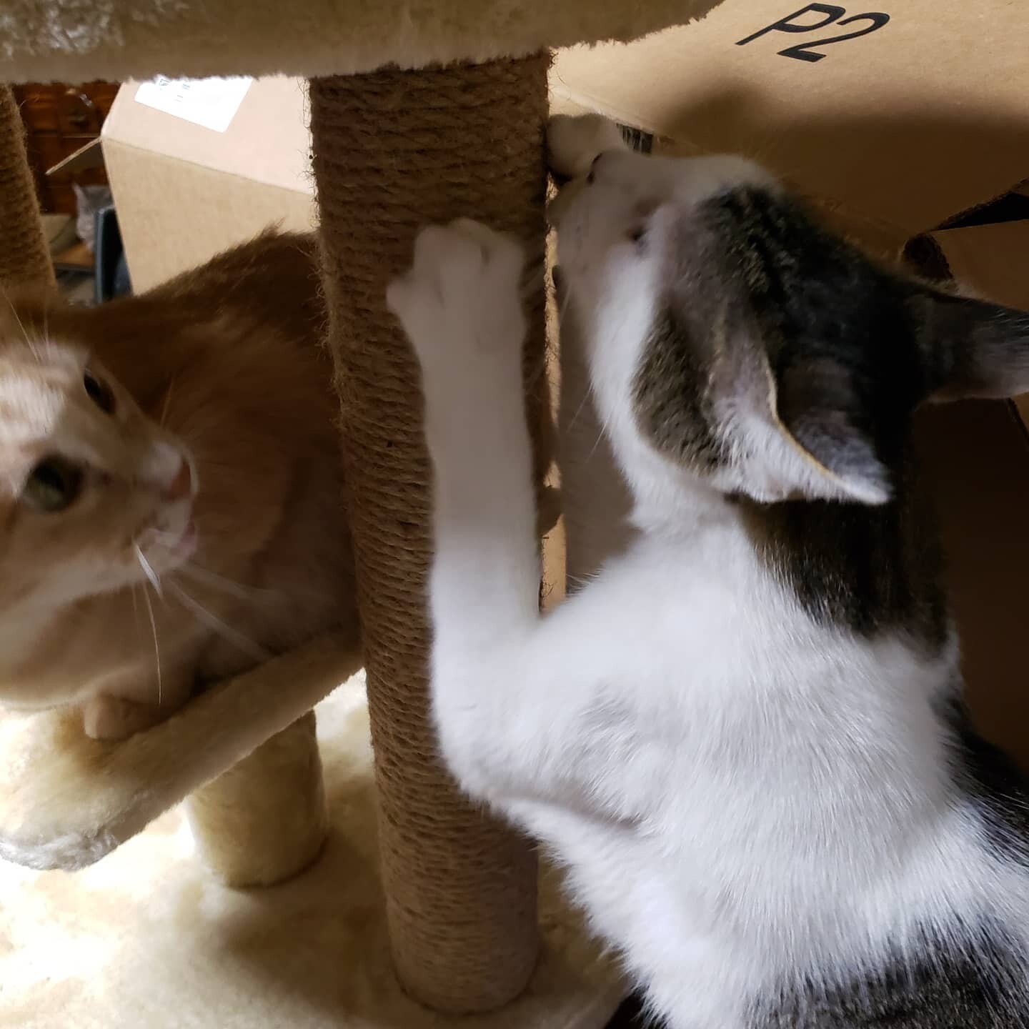 Enlarge Hup - Needs Home & Sponsors!, a Adoptable mixed breed in Sunset, LA image 2/12